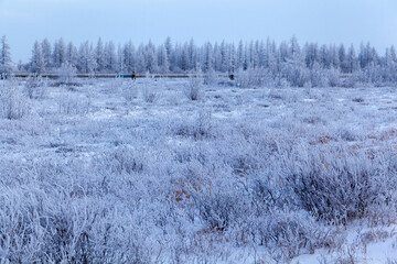 Beautiful winter landscape, frost on the branches of trees, the first snow,