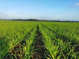 green rice field