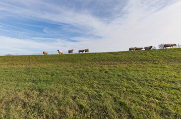 Duesseldorf- Kaiserswerth - Close-up-View to Flock of sheep on Grass Dunes / Germany