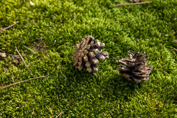 Two pine cones on a moss carpet. Juicy green moss