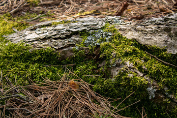 Bright juicy green moss. Moss carpet