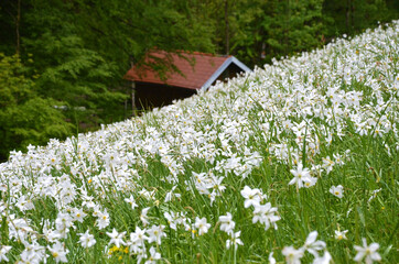 Narzissen-Wiese im Almtal, Salzkammergut, Oberösterreich, Österreich, Europa - Daffodil meadow in...