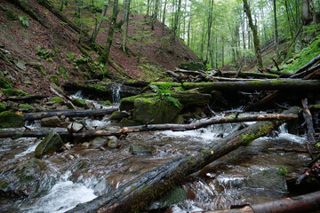 Small river and autumn trees, beautiful wild nature of Carpathian Mountains