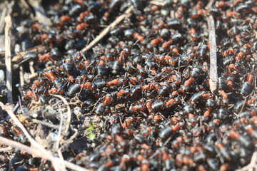 Ant's Hormigas