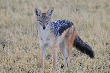 Jackal, Botswana