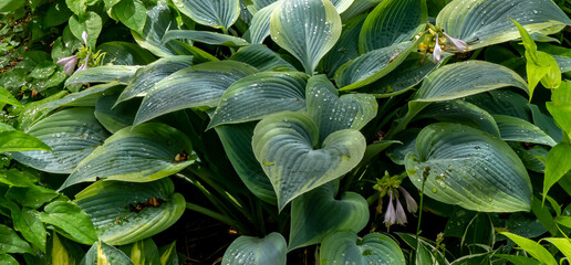 Gentle Giant Hosta after a light rain