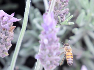 bee on lavender