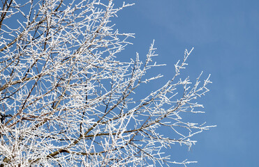 Frosty tree branches close up