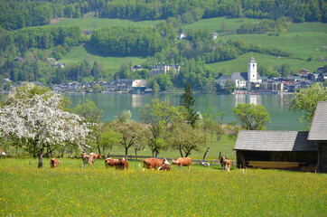 Spring in Sankt Wolfgang on Lake Wolfgangsee, Gmunden district, Salzkammergut, Upper Austria;...