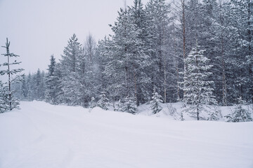 Naklejka premium White nature environment of northern freezing wood with tall trees in snow, picture of scenic winter location of national park in Lapland destination. Beautiful winter panorama at snowfall.