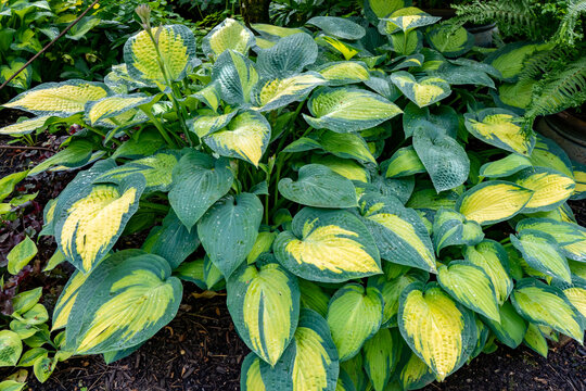 Captain Kirk Hosta After A Light Rain