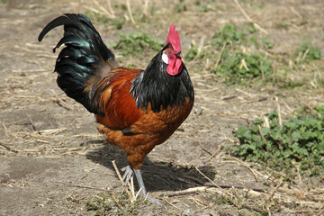 Cock