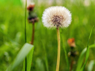 White dandelion on a blurred background of green grass. Micrography. Close-up.