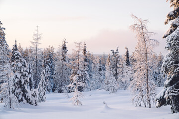 Fabulous frosty winter landscape in snowy forest. Sunset in the wood between the trees strains in winter period. Coniferous trees covered with white snow in Lapland.