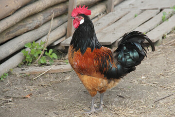 Cock