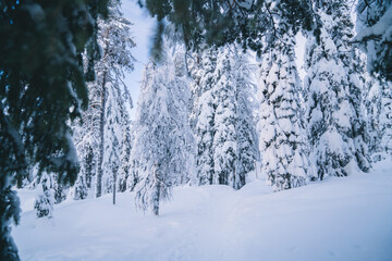 Winter Christmas idyllic landscape. White trees in forest covered with snow, snowdrifts against sunset nature outdoors. Splendid Christmas scene in the fabulous forest. Selective focus.