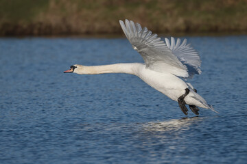 Fototapeta na wymiar White Swan about to land