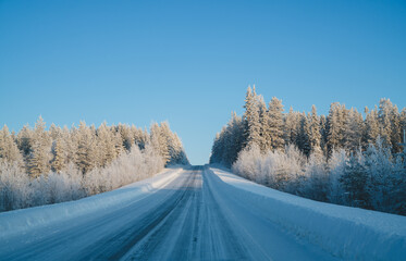 Obraz premium Road on snow near tall trees in national park environment with tall wood on sunny winter day, scenery of beautiful northern getaway destination.