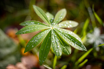 leaf with water drops