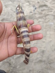 animal