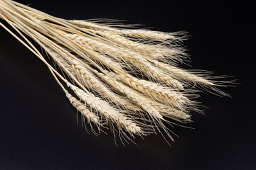 Wheat ears on a black background