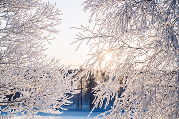 Sunrise or sunset through sparkling snow and rime ice on the branches of trees. Beautiful winter background with twigs covered with hoarfrost. Forest are covered with hoar frost. Cold snowy weather..