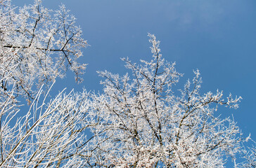 Frosty tree branches close up