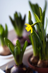 blooming light yellow daffodil in a pot and sprouted hyacinth bulbs