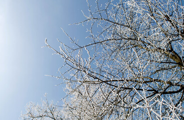 Frosty tree branches close up
