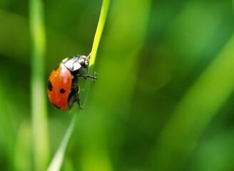 A ladybird in the grass on a fresh summer day