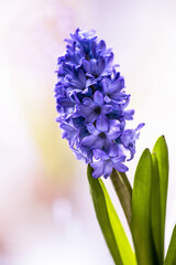 Obraz premium blooming purple hyacinth on a light background close-up
