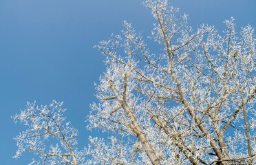 Frosty tree branches close up