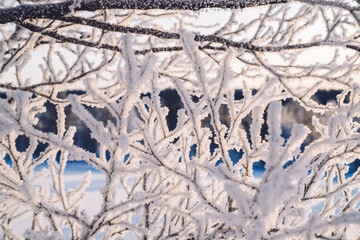 Tree branches in frost needles. Morning frost. Rime. Frost on branches in winter season, frost background, frost on the ground, Ice crystals.