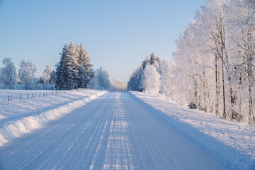 Fototapeta na wymiar Road on snow near tall trees in national park environment with tall wood on sunny winter day, scenery of beautiful northern getaway destination.