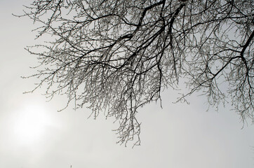 Fototapeta na wymiar Birch branches covered with frost