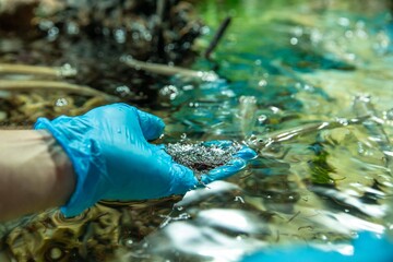 Feeding fish Largescale four eyed fish in the aquarium. Bloodworm © Galina