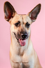 Fototapeta premium portrait of a shepherd on pink background