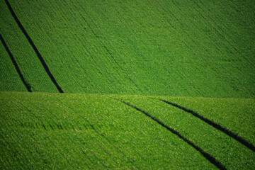 Spring rural landscape of agricultural fields of South Moravia. Green waves of the fields of South Moravia. Landscape of green hills. Good texture or background