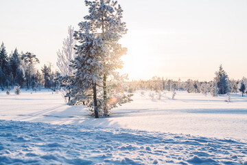 Fabulous frosty winter landscape in snowy forest. Sunset in the wood between the trees strains in winter period. Coniferous trees covered with white snow in Lapland.