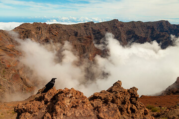 A crow rests looking the impressive landscape of clouds and volcanic mountains from the top of the Roque de los Muchachos viewpoint, on the island of La Palma, Canary Islands, Spain.