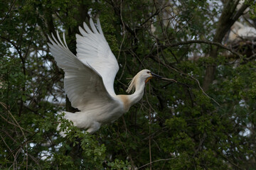 Eurasian spoonbill (Platalea leucorodia) in flight.