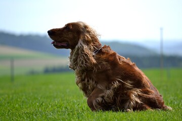 Obedient Dog