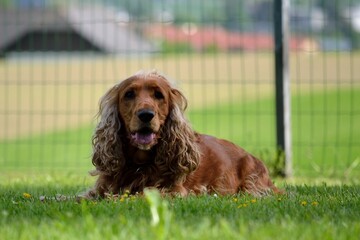 Obedient Dog
