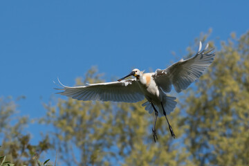 Eurasian spoonbill (Platalea leucorodia) in flight.