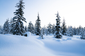 Obraz premium Winter magical landscape. Frosty trees in snowy forest in the sunny morning. Tranquil winter nature in sunlight. Majestic atmosphere. Snow nature. Outdoor shot.