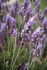 Obraz premium close up of lavender flowers
