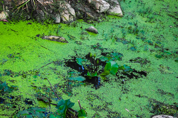 Small buds of lotus flower with green leaves in a lake