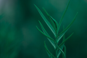 Fototapeta na wymiar Green leaf in garden at dark tone. Natural green plants landscape using as a background or wallpaper.