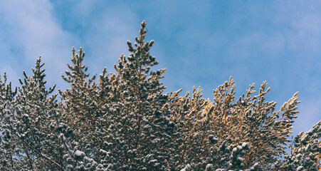Frost-covered trees in the forest. Morning frost. Rime. Frost on branches in winter season, frost background. Frosty trees in snowy forest in the sunny morning. Tranquil winter nature in sunlight