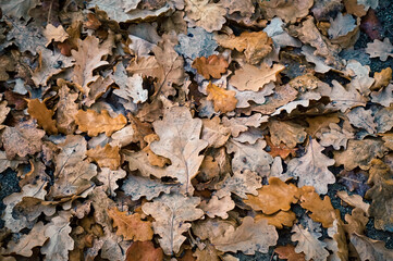 autumn leaves background